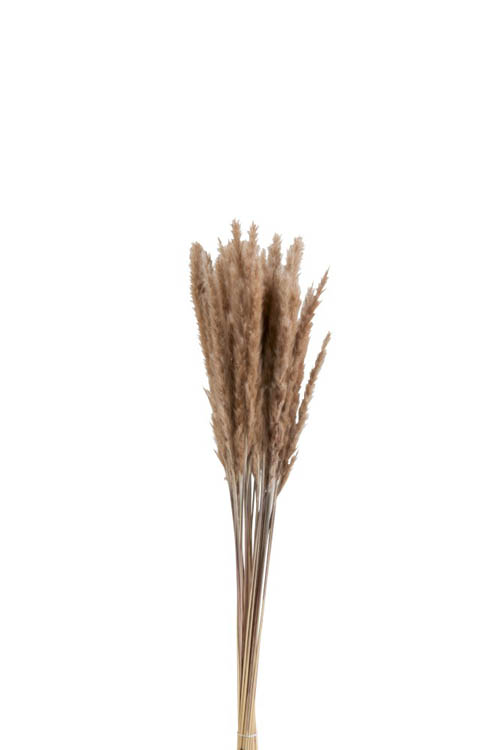 Paquet pennisetum sêché brun H82 cm