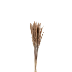 Bundel Pennisetum gedroogd bruin H82cm - Cadeaux pour elle